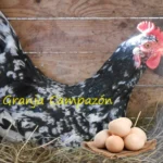 Pita Pinta Asturiana