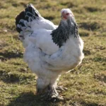 GALLINA BRAHMA
