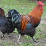 GALLINA MARANS
