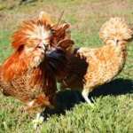 GALLINA PADUANA