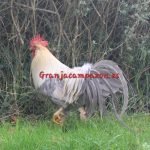 ITALIANA (LEGHORN)