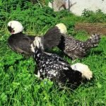 MOÑUDA HOLANDESA (ENANA)