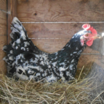 PITA PINTA ASTURIANA