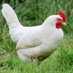 Gallina Ponedora Blanca
